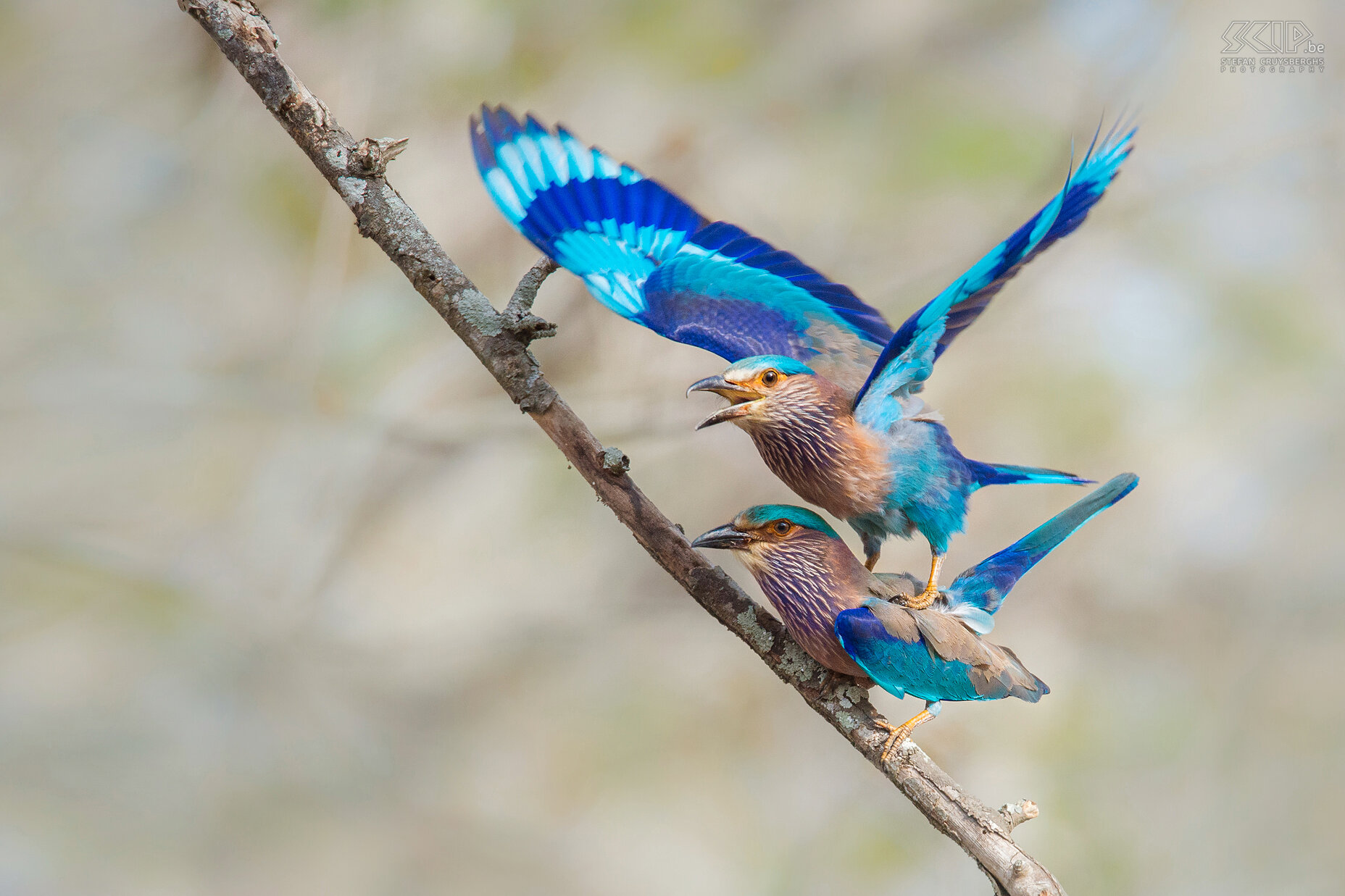 Kabini - Parende Indische scharrelaars Een veelvoorkomende en kleurrijke vogel is de Indische scharrelaar (Indian roller, Coracias benghalensis). Wij 'betrapten' hen terwijl ze aan het paren waren.<br />
 Stefan Cruysberghs